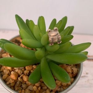 Pandora charm - Frog. Authentic.